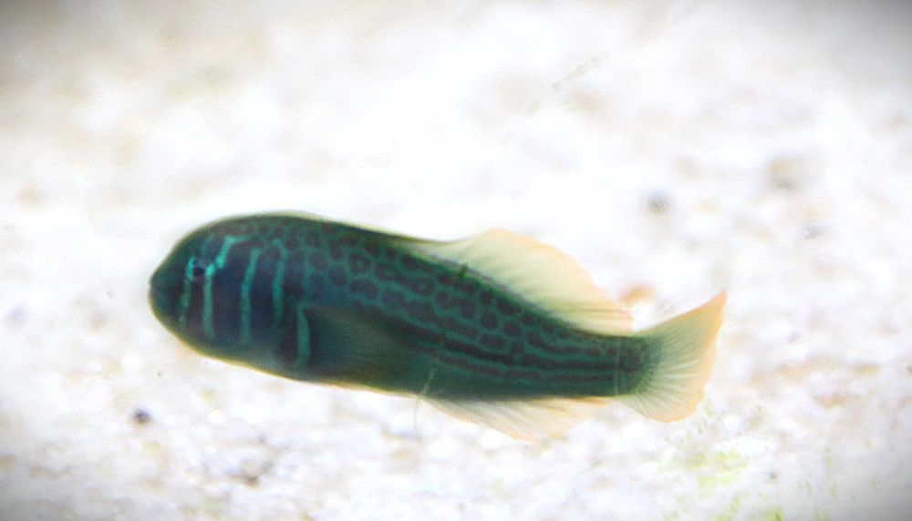 Gobiodon histrio. Morskie