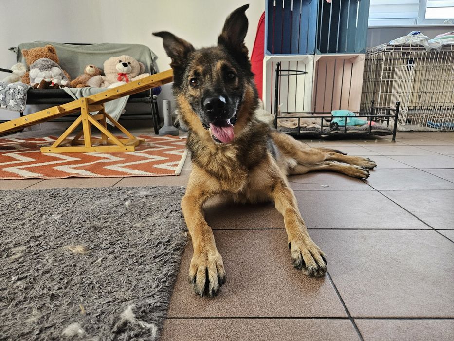 Rico szuka domu na stałe