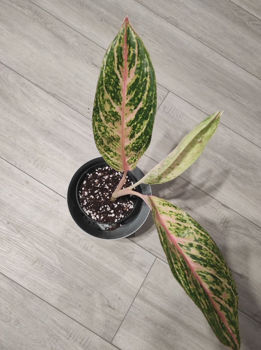 Aglaonema cocomelon