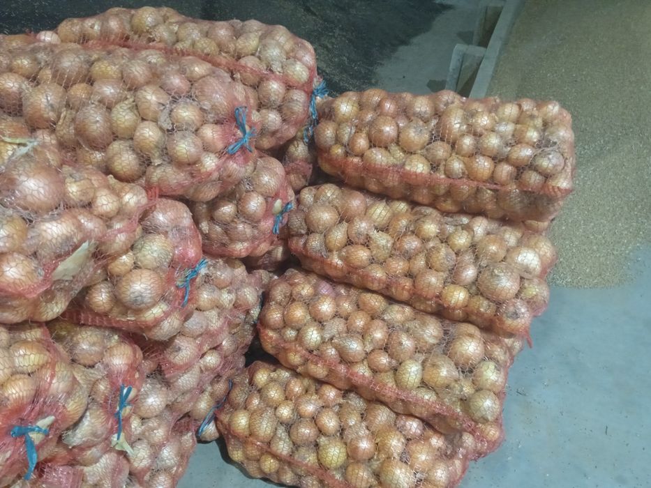 Продам цибулю велику