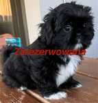 Suczka shih tzu szuka nowego domku