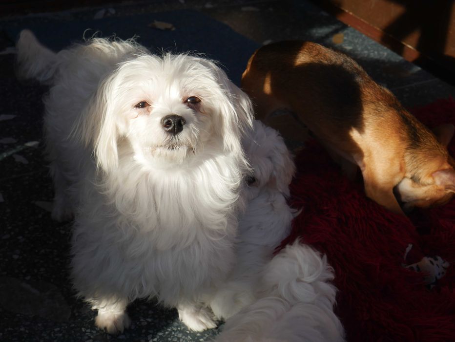 Maltańczyk  MINI piesek