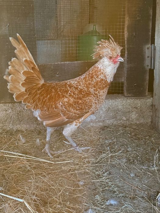 Macho da raça paduana