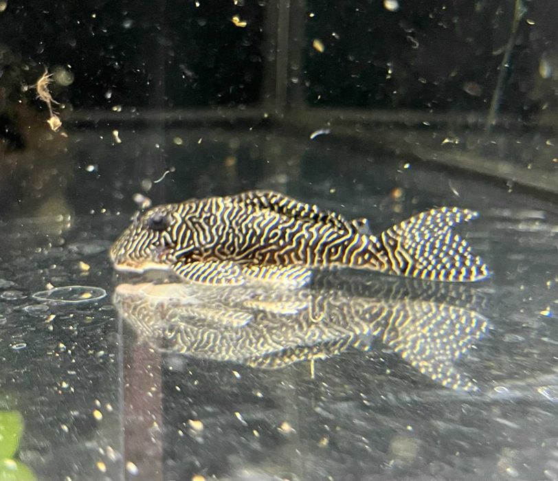 Glonojad L260, Tina ZOO Zabrze