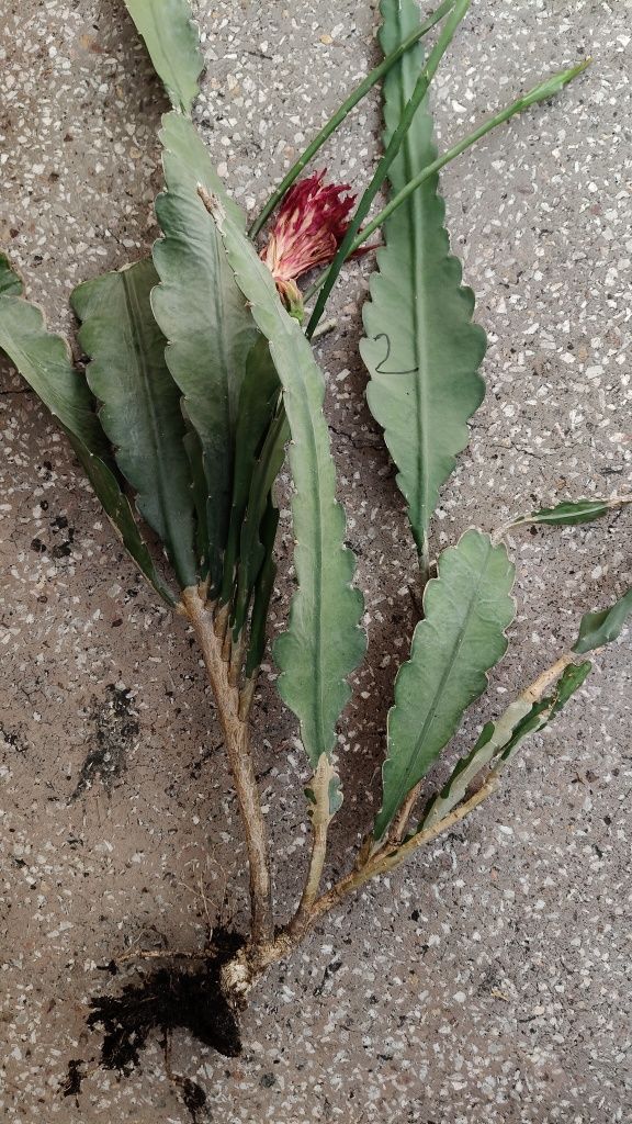 Epiphyllum sp. Kwiat czerwony duży.
