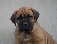 Duży Samiec Cane Corso ZKwP/FCI / oddział Wrocław