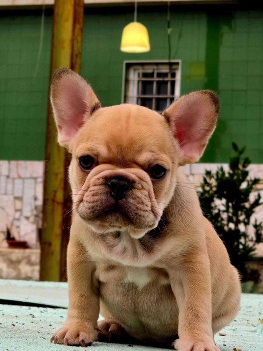 Bulldog francês Macho