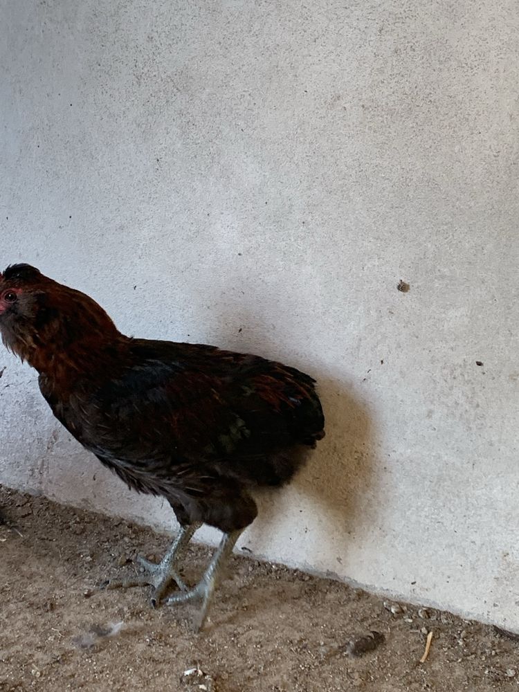 Galo raça Araucana