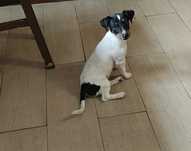 Jack Russell terrier fêmea