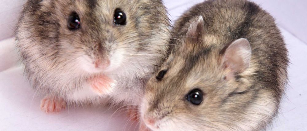 Джунгарские хомячата, хомячки, хомяки, хомяк, карликовые, джунгарики