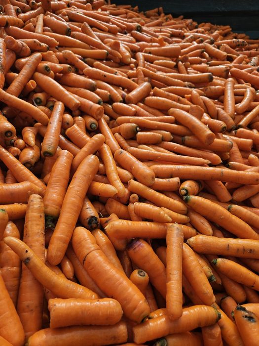 Marchew z przeznaczeniem na pasze dla zwierząt, warzywa dla zwierząt,