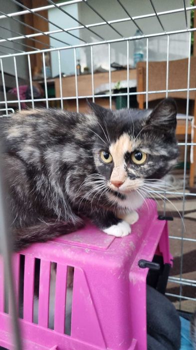 Kioto piękna nietuzinkowej urody szylkretka cudem ocalała z działek