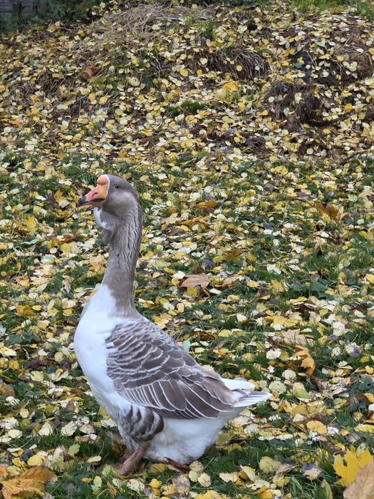 Chołmogory , gęsi chołmogorskie