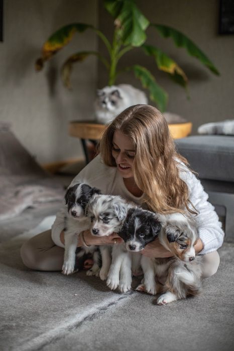 Szczeniak rasy Border Collie - Rasowy / rodowodowy ZKwP / FCI