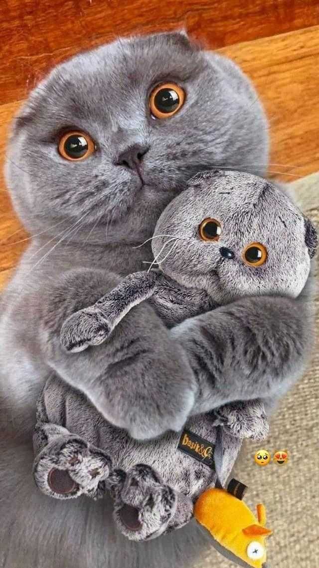 Породисті котенятка