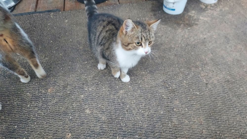 Oddam kotka z maja tego roku.