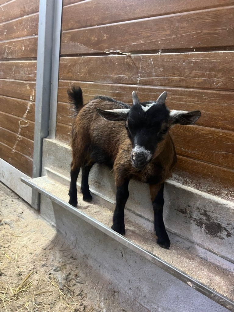 Cabrito anão.      .