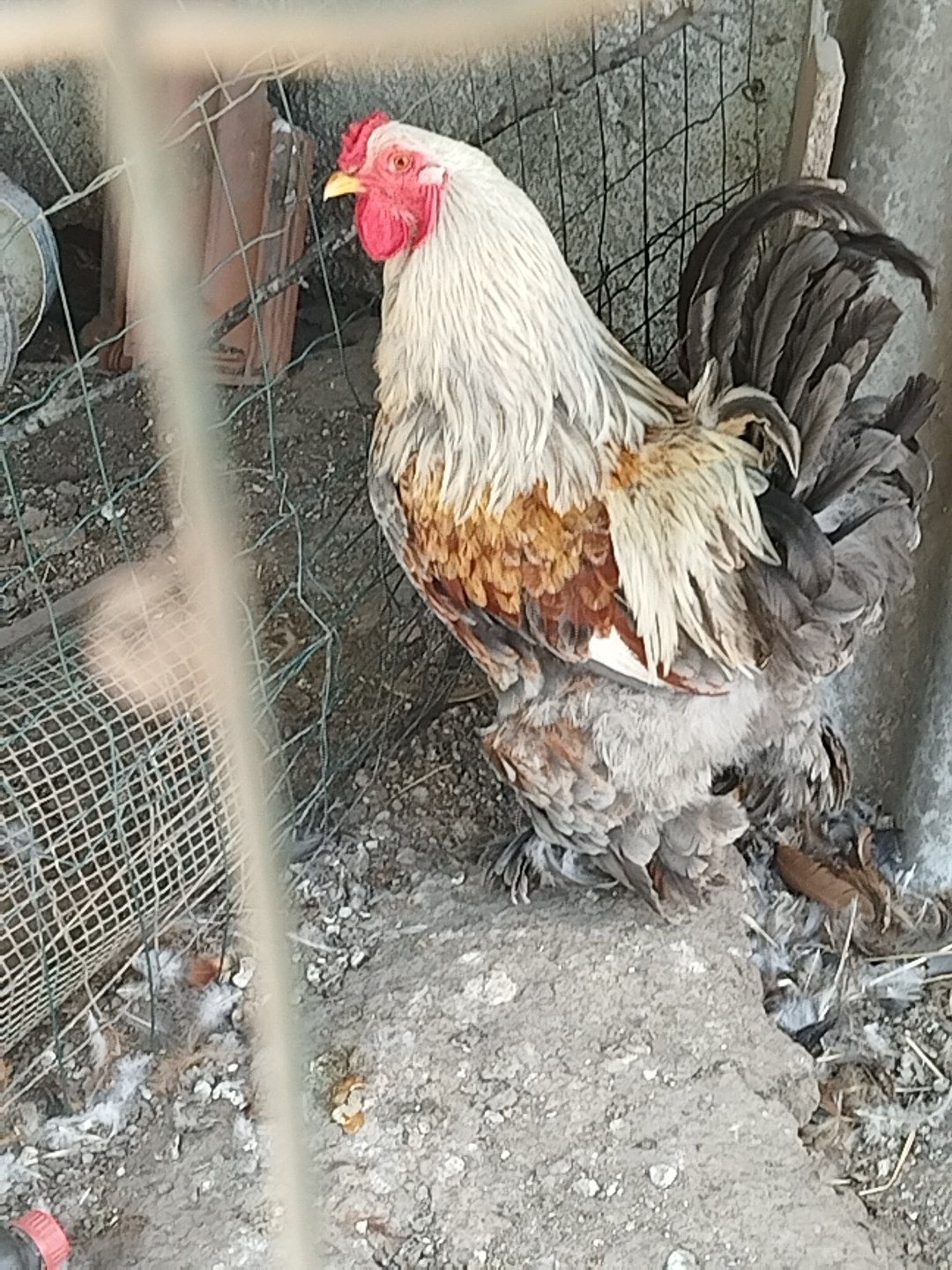 Galo Brahma e galinhas