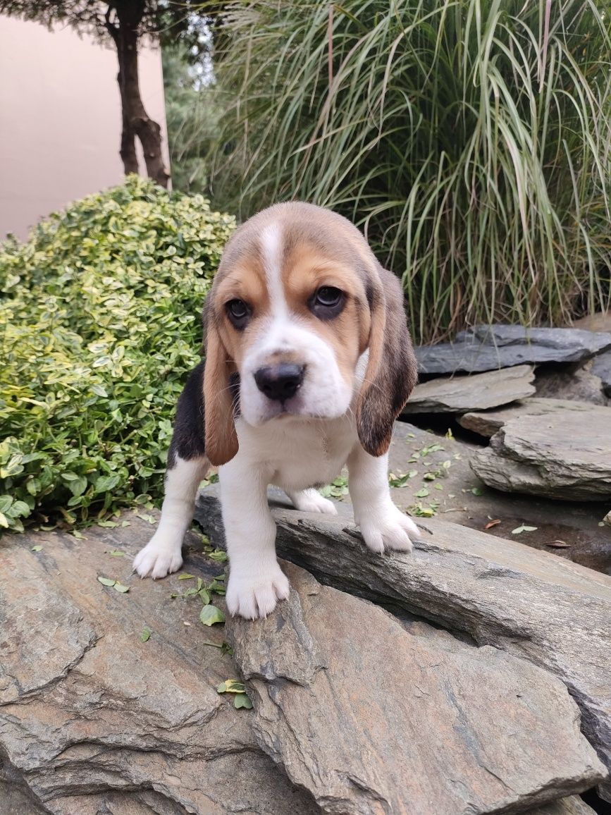 Beagle piesek trikolor