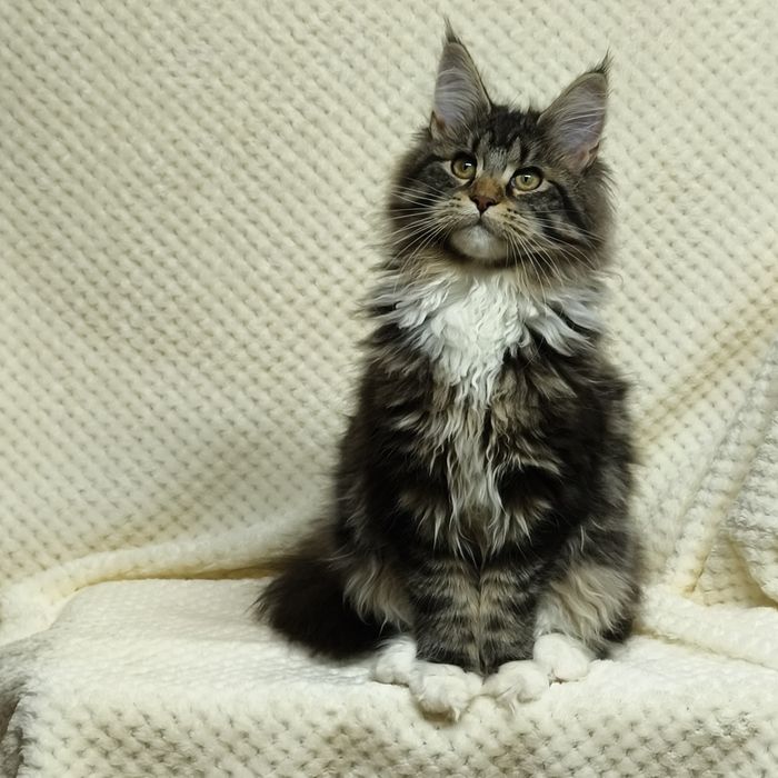 Справжні  Мейн-куни з розплідника .Розпродаж підлітків та дорослих .