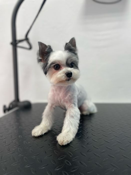 Стрижка собак | грумінг котів | тримінг | Шевченківський р-н