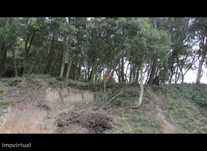 Terreno com Pinhal