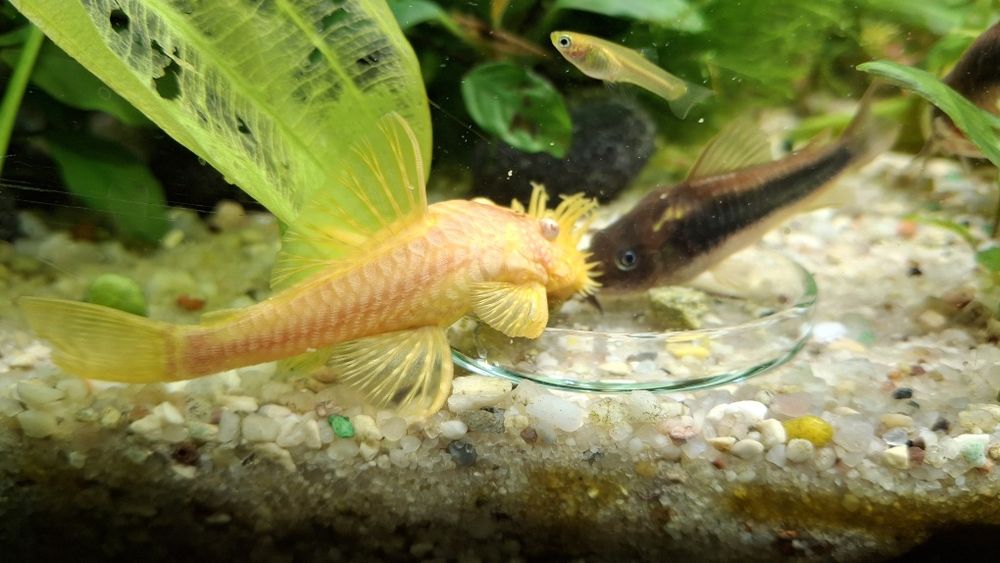 Zbrojnik niebieski albinos