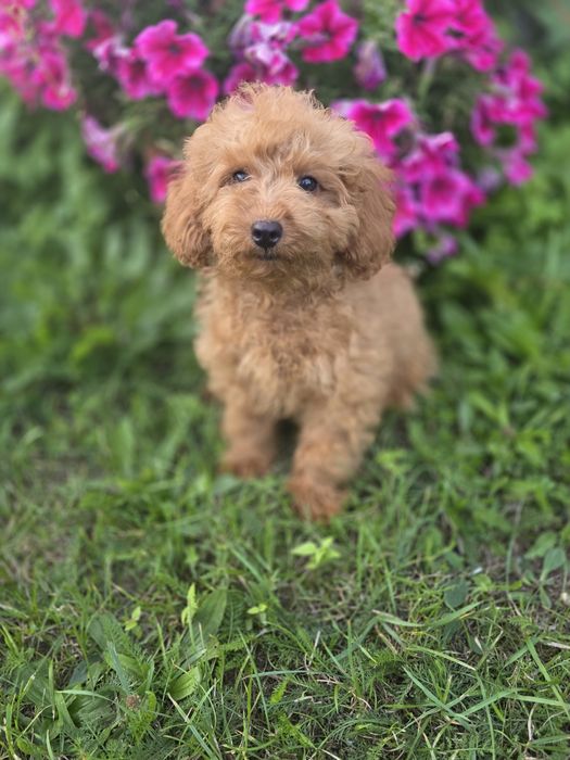 Pudel toy wyjątkowy piesek