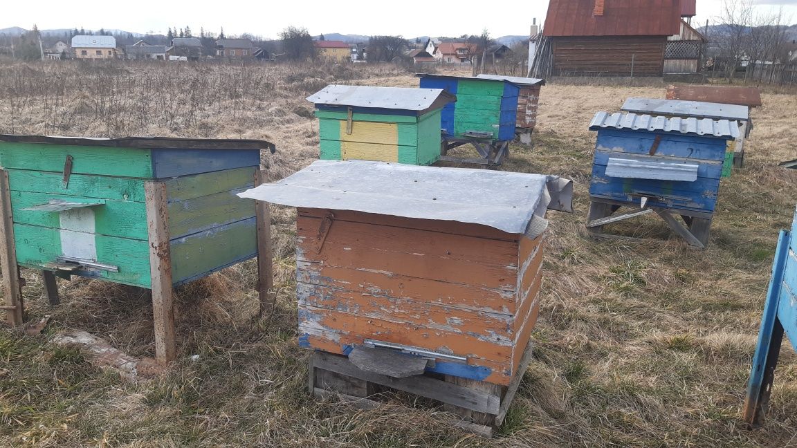 Вулики дадановські.