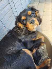 Sprzedam Cavalier king spaniel Chłopak