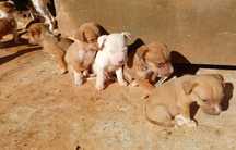 Dou Pitbulls bebê