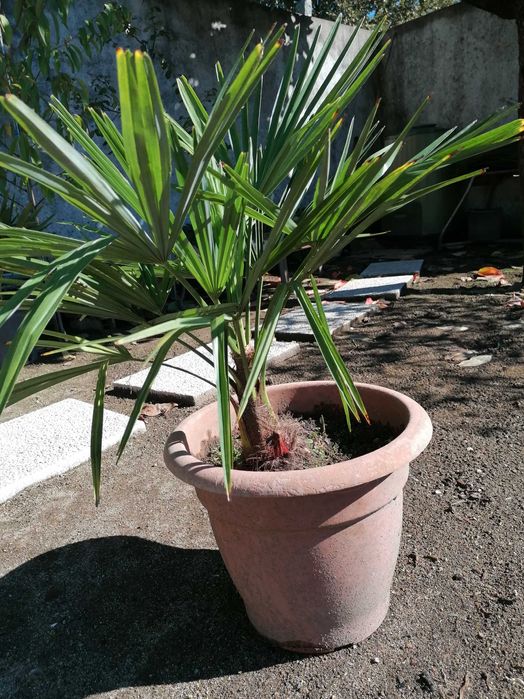 Palmeira-moinho-de-vento-chinesa (Trachycarpus fortunei)