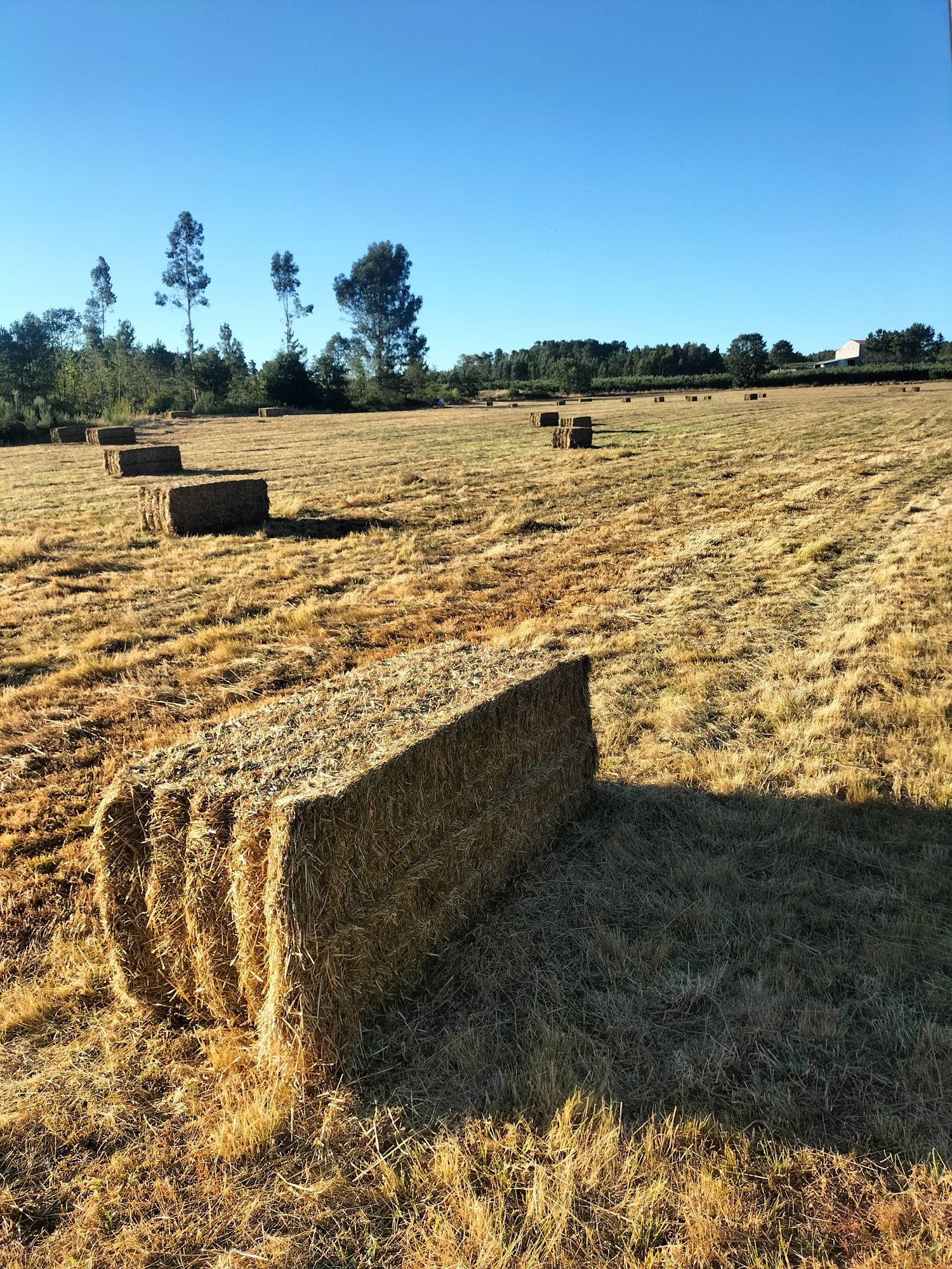 Feno, palha para venda