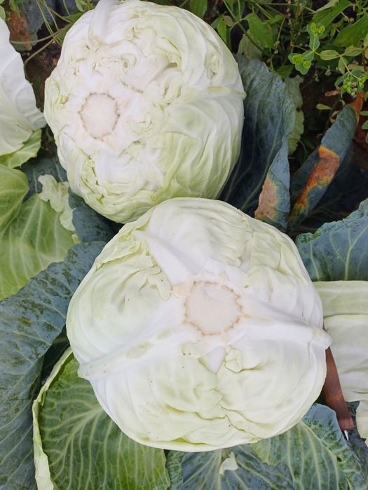 Kapusta biała report, adelco