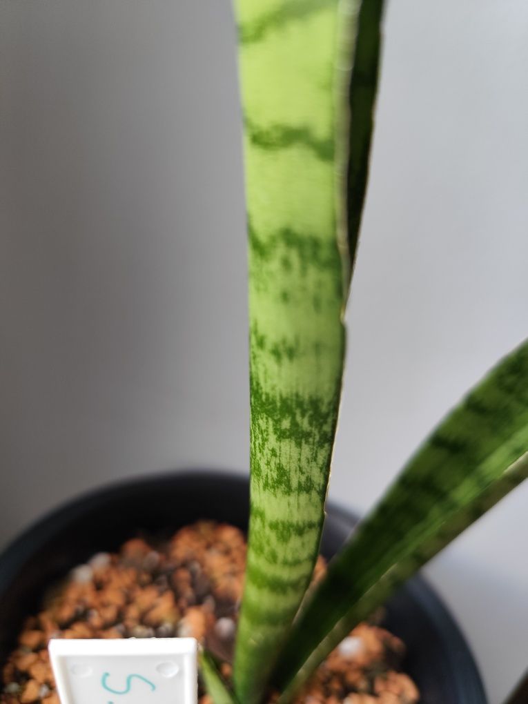 Sansevieria Diamond green