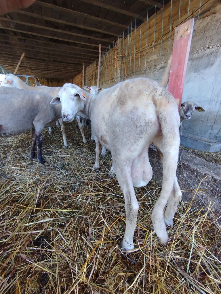 Borrego laucane 3 meses