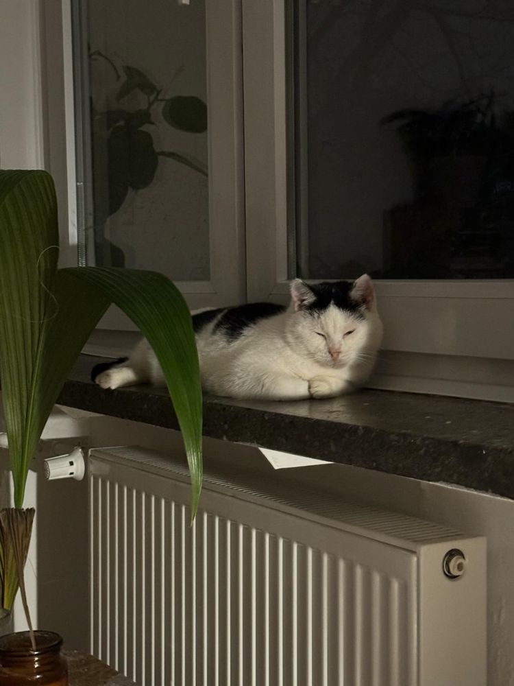 Słodka puszysta kotka do adopcji w łaty uratowana wykastrowana