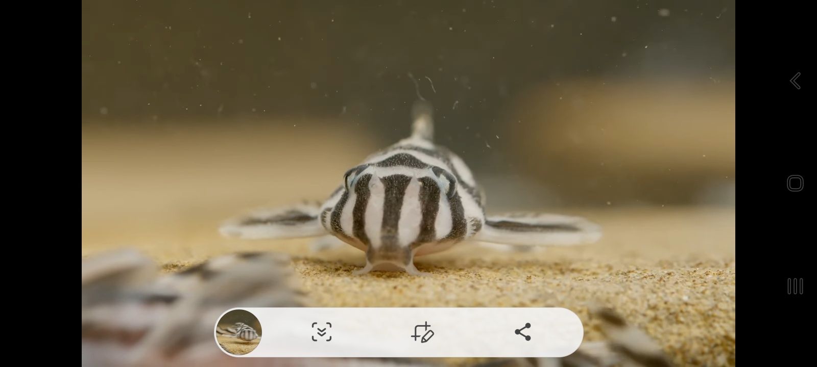 Pleco L046 Hypancistrus Zebra - Os peixes já estão disponíveis