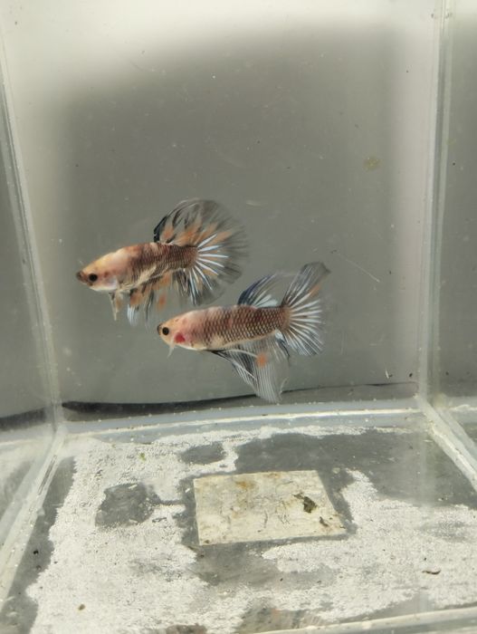 Bettas Macho - várias cores e padrões