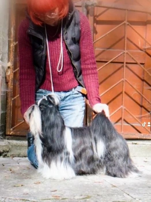 В'язка ши тцу молодий кобель