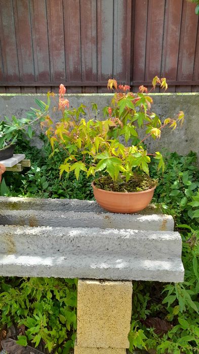 Bonsai (Pré-bonsai) - Acer Palmatum (Bôrdo Japonês)