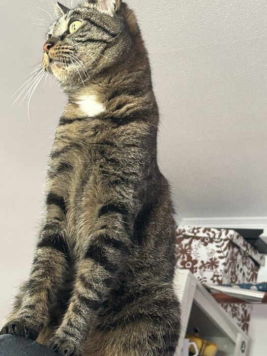 Oddam kotka 3 letniego