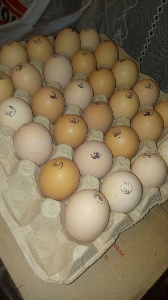 Бройлер Кобб 500 Угорщина яйце інкубаційне
