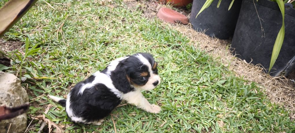Cavalier King Charles Fêmea criado em ambiente familiar disponível par