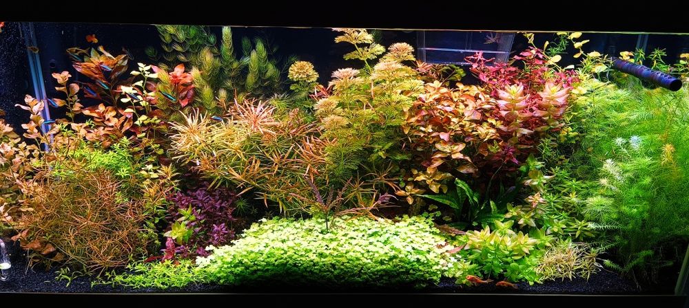 Lampa powerled.pro do akwarium 150 cm lub inną na wymiar - firma,  FV