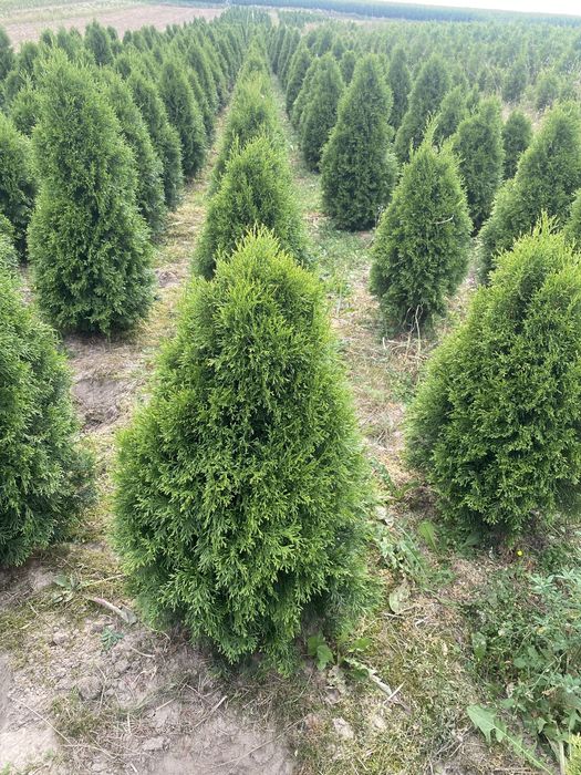 tuja szmaragd doniczka c3