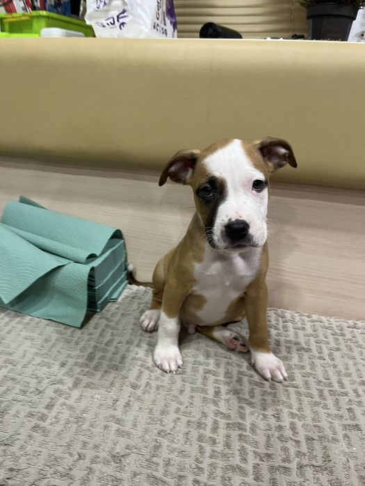 Цуценята амстаффа