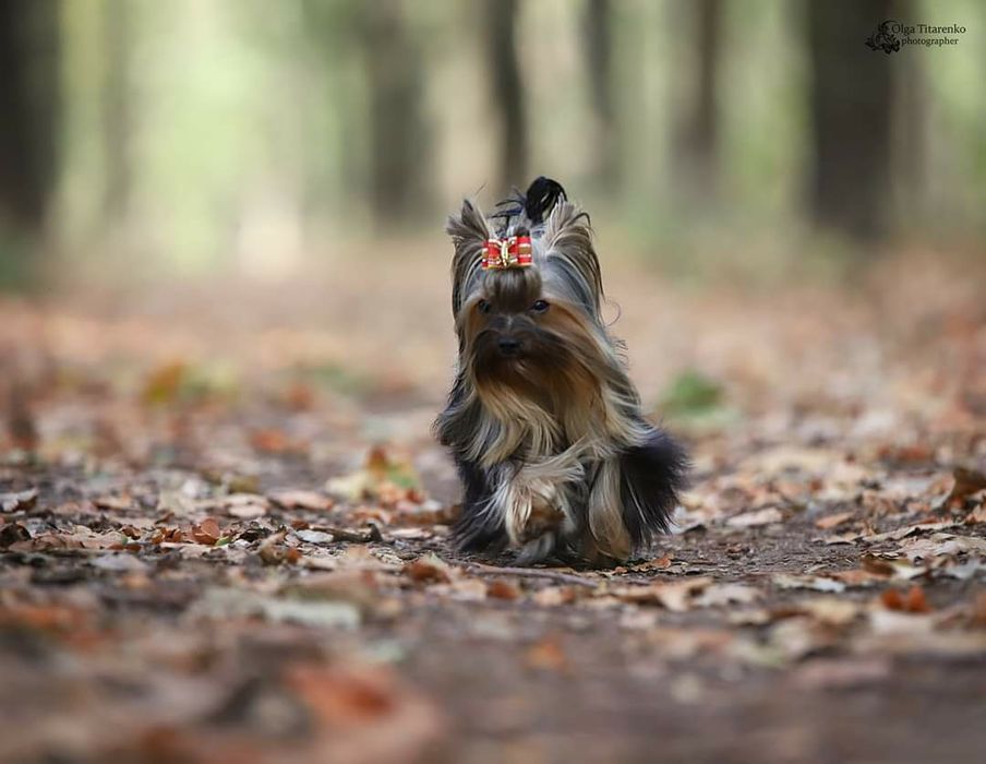 Мини  дочки и сыночек от папы Чемпиона !