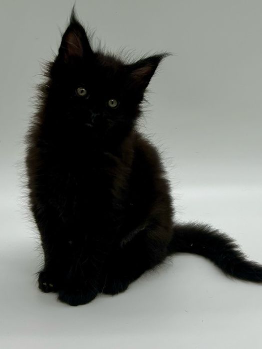 Мейн кун мальчик с документами