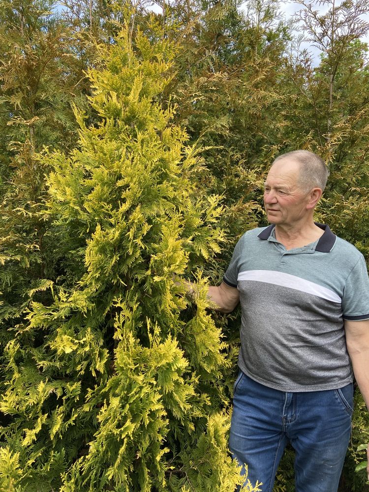 Tuja Aurescens , thuja okolo 200cm